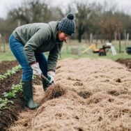 Soonnight - Paillage d’hiver au potager : cette méthode fréquente en décembre devient un piège et fait chuter vos récoltes