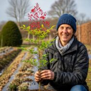 Soonnight - Plante porte-bonheur à baies rouges : à planter en janvier pour un jardin beau et chanceux toute l’année