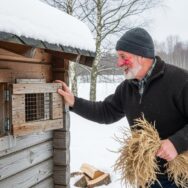 Soonnight - Poules: comment les protéger du froid cet hiver avec des gestes simples