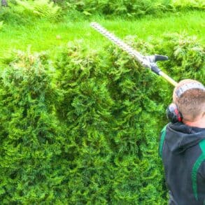Arbustes de haie : déchargez la neige cet hiver pour éviter la casse et sauver vos plantations