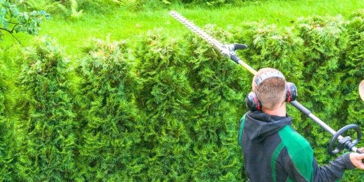 Arbustes de haie : déchargez la neige cet hiver pour éviter la casse et sauver vos plantations