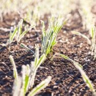 Gel annoncé sans voile d’hivernage : la technique de la chaussette protège vos plantes en 30 secondes