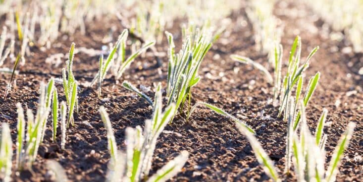 Gel annoncé sans voile d’hivernage : la technique de la chaussette protège vos plantes en 30 secondes