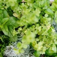 Herbes aromatiques: cultivez-les à la maison en plein hiver