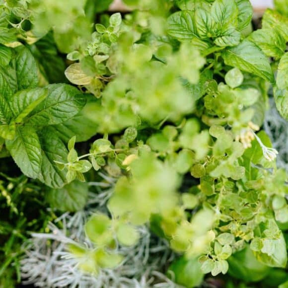 Herbes aromatiques: cultivez-les à la maison en plein hiver