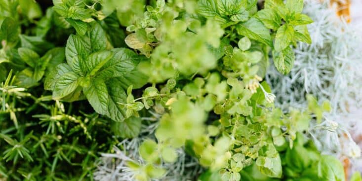 Herbes aromatiques: cultivez-les à la maison en plein hiver