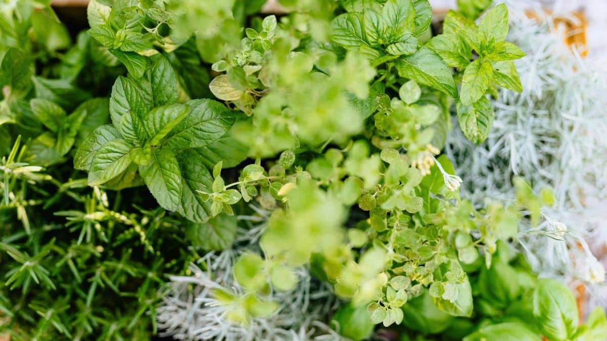 Herbes aromatiques: cultivez-les à la maison en plein hiver