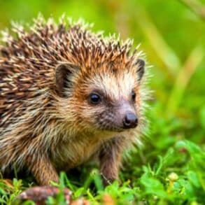 Hérissons en danger : ce refuge à moins de 10 € protège leur hiver dans votre jardin