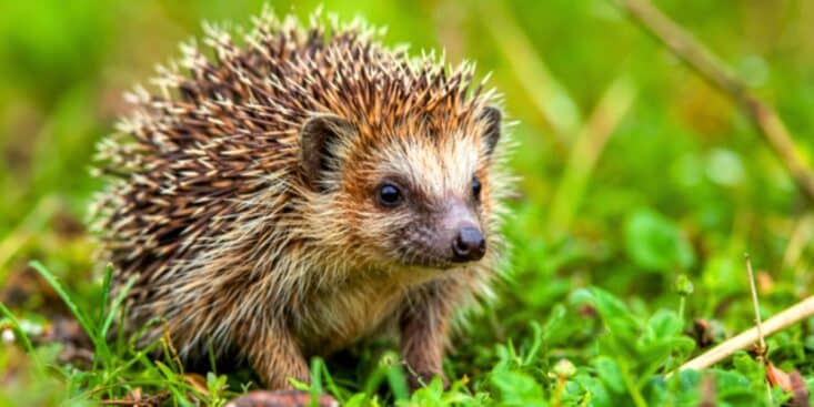 Hérissons en danger : ce refuge à moins de 10 € protège leur hiver dans votre jardin