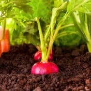 Légume racine: le rituel des anciens maraîchers pour le récolter et le garder croquant tout l’hiver sans ramollir