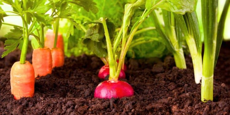 Légume racine: le rituel des anciens maraîchers pour le récolter et le garder croquant tout l’hiver sans ramollir