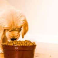 Loto : elle remporte le jackpot et cache son ticket gagnant dans les croquettes du chien