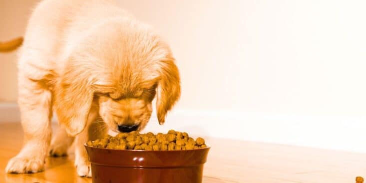 Loto : elle remporte le jackpot et cache son ticket gagnant dans les croquettes du chien