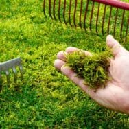 Mousse dans le gazon : cette poudre de cuisine à 0,65 € l’élimine en 3 jours sans abîmer votre pelouse