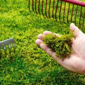 Mousse dans le gazon : cette poudre de cuisine à 0,65 € l’élimine en 3 jours sans abîmer votre pelouse