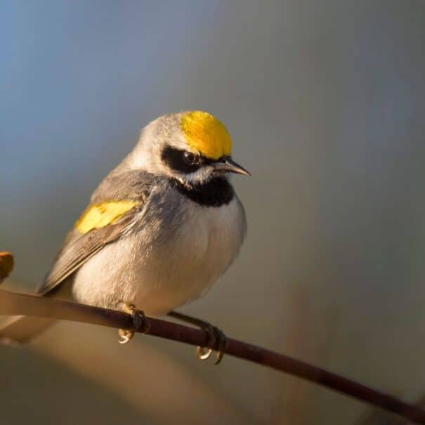 Oiseaux du jardin : ce chauffage naturel sans électricité garde l’eau liquide même par grand gel