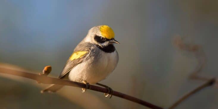 Oiseaux du jardin : ce chauffage naturel sans électricité garde l’eau liquide même par grand gel