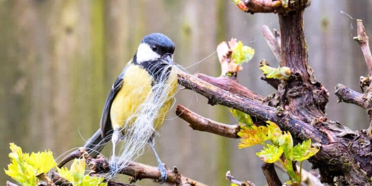 Oiseaux du jardin : ce reste de cuisine courant les rend malades en hiver, voici l’alternative sûre