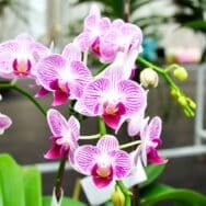 Orchidées : l’astuce simple qui relance la floraison cet hiver en France sans produit coûteux et prépare un printemps riche