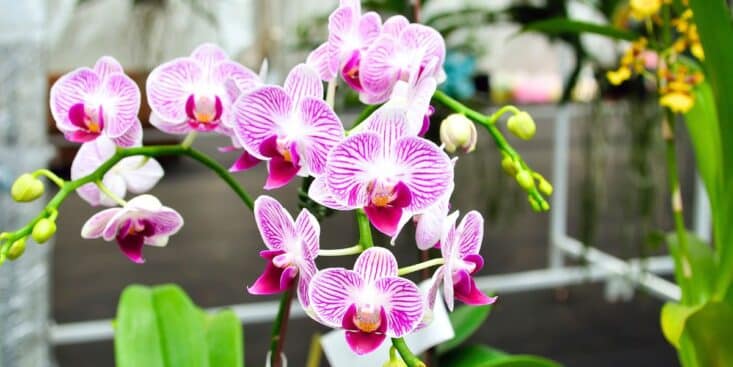 Orchidées : l’astuce simple qui relance la floraison cet hiver en France sans produit coûteux et prépare un printemps riche