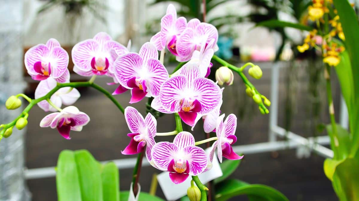 Orchidées : l’astuce simple qui relance la floraison cet hiver en France sans produit coûteux et prépare un printemps riche