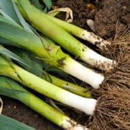 Poireaux en hiver : le problème sous terre qui les fait s’effondrer et la méthode naturelle pour les sauver