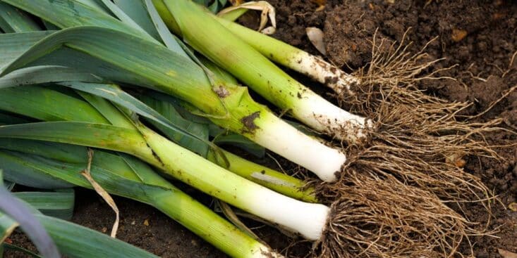 Poireaux en hiver : le problème sous terre qui les fait s’effondrer et la méthode naturelle pour les sauver