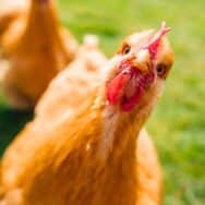 Poules: ce seul aliment relance la ponte cet hiver et assure des œufs réguliers sans artifices ni casse-tête