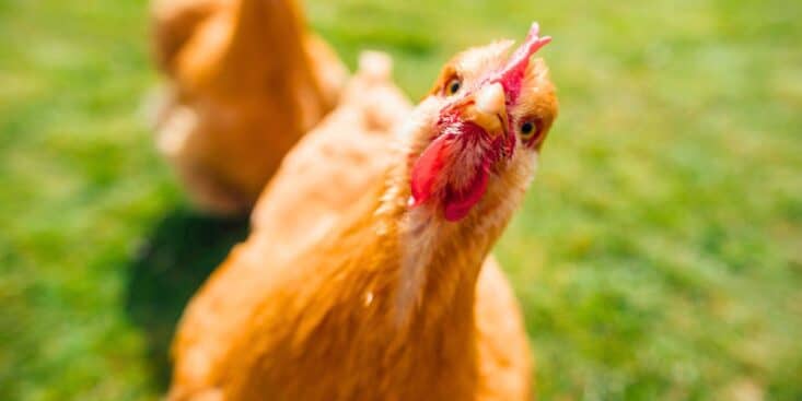 Poules: ce seul aliment relance la ponte cet hiver et assure des œufs réguliers sans artifices ni casse-tête