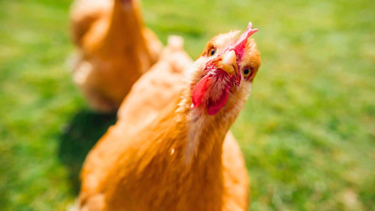 Poules: ce seul aliment relance la ponte cet hiver et assure des œufs réguliers sans artifices ni casse-tête