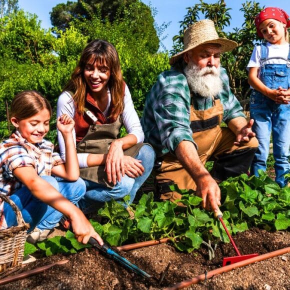 Tuile sombre au potager : protège les semis, garde l’humidité et attire les auxiliaires dès le printemps