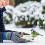 Soonnight - Oiseaux du jardin : astuce 100 % gratuite pour éviter le gel de l’eau en hiver, et alerte sur l’eau en stations de ski