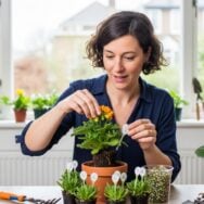 Soonnight - Pots de fleurs d'intérieur : pourquoi mettre des allumettes pour chasser les moucherons et protéger vos plantes ?