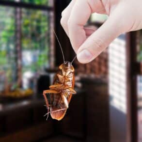 Cafards : éliminez-les de votre appartement en 3 étapes efficaces