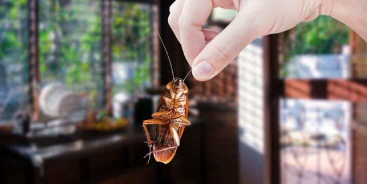 Cafards : éliminez-les de votre appartement en 3 étapes efficaces