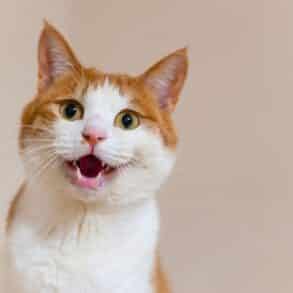 Chat perdu : les gestes à faire sans attendre pour augmenter vos chances de le retrouver