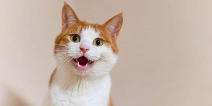 Chat perdu : les gestes à faire sans attendre pour augmenter vos chances de le retrouver