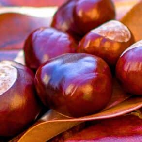 Châtaignes: 5 astuces pour les différencier des marrons d’Inde toxiques en forêt