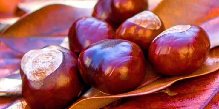 Châtaignes: 5 astuces pour les différencier des marrons d’Inde toxiques en forêt