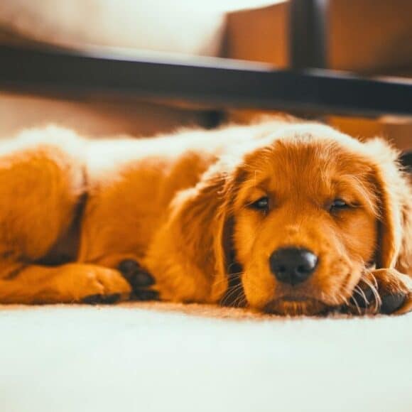 Chien en appartement: 5 erreurs qui le rendent difficile à vivre