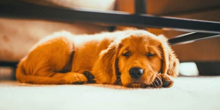 Chien en appartement: 5 erreurs qui le rendent difficile à vivre