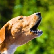 Chien: pourquoi il aboie sur certaines personnes et comment le calmer à la maison