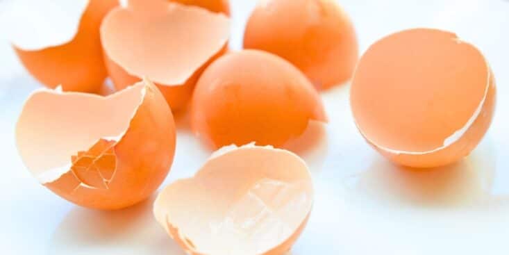 Coquilles d'œuf: recyclez-les au jardin et à la maison pour nourrir vos plantes et réduire vos déchets