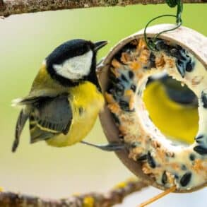 Épice de cuisine: utilisez-la cette semaine pour aider les oiseaux et éloigner les nuisibles au jardin