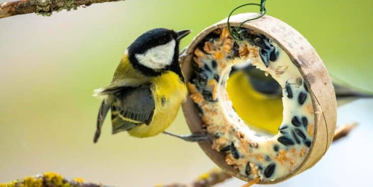 Épice de cuisine: utilisez-la cette semaine pour aider les oiseaux et éloigner les nuisibles au jardin