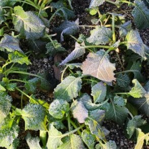 Gel des potagers : la méthode japonaise protège vos cultures tout l'hiver