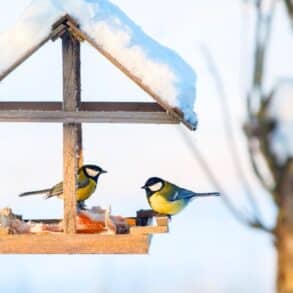 L'astuce géniale du cintre pour oiseaux en hiver: vraie utilité ou faux espoir, notre analyse sans filtre