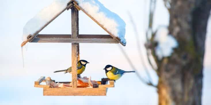 L'astuce géniale du cintre pour oiseaux en hiver: vraie utilité ou faux espoir, notre analyse sans filtre