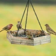 Oiseaux du jardin: l’astuce de 2 minutes pour leur offrir un abri nocturne efficace