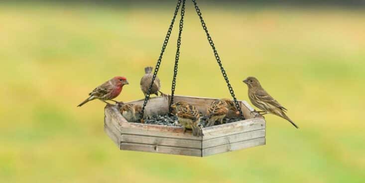 Oiseaux du jardin: l’astuce de 2 minutes pour leur offrir un abri nocturne efficace